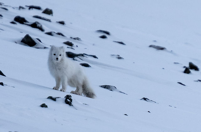 Svalbard_5-1.jpg