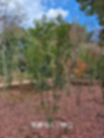 常緑モミジ株立