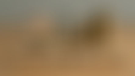 Full Authority vs Limited Authority in Probate California