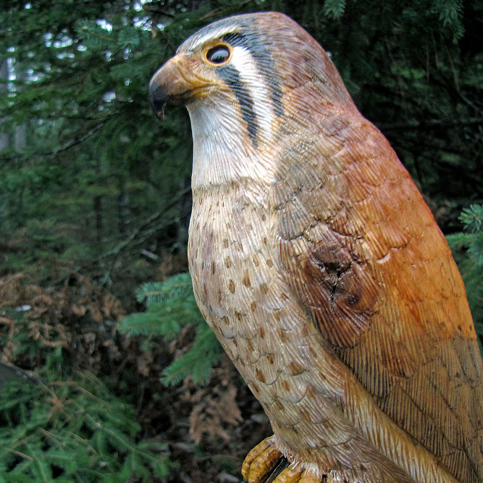 American Kestrel