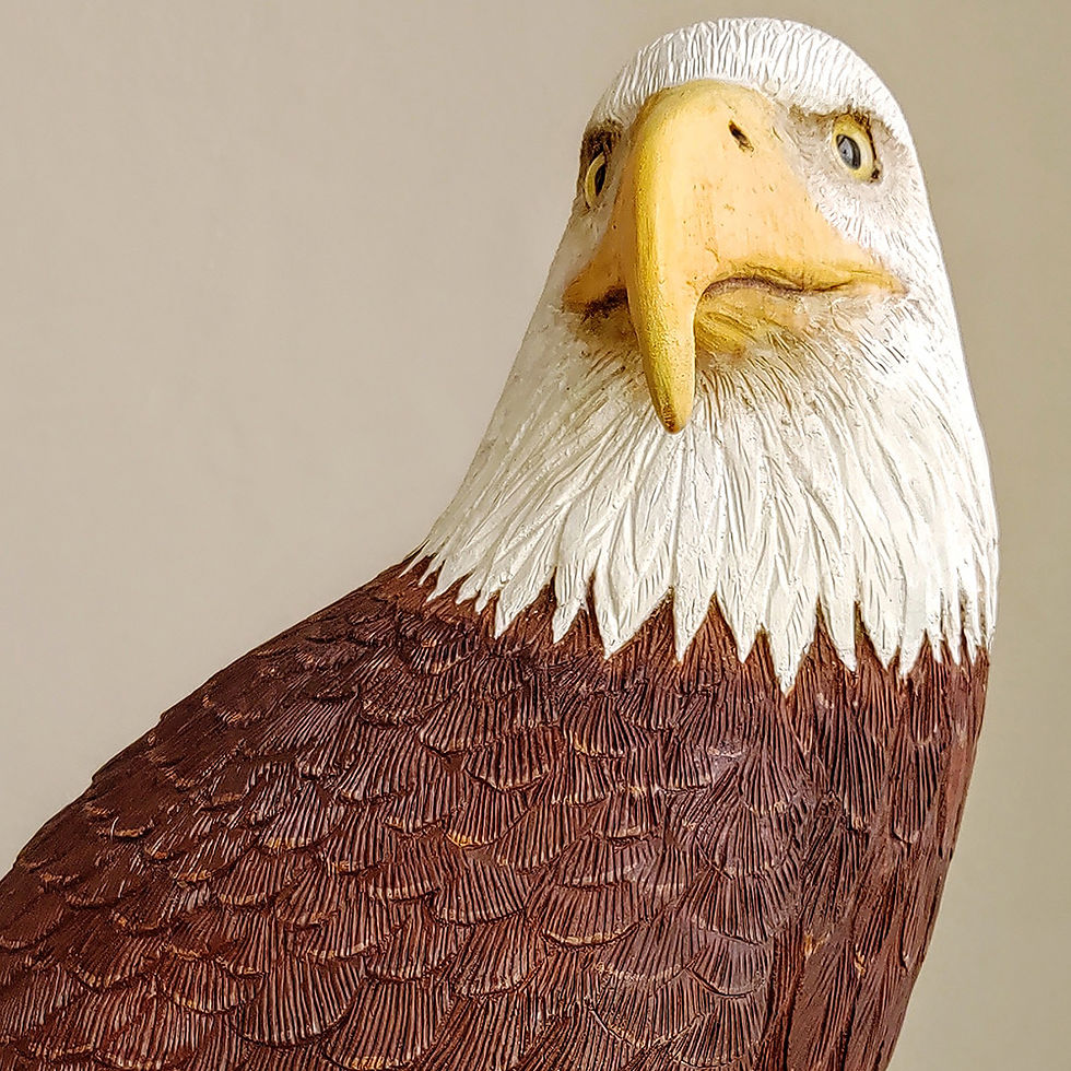 Bald Eagle