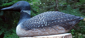 Common Loon