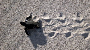 نحو هدفك كالسلحفاة | Toward your Goals like a Turtle