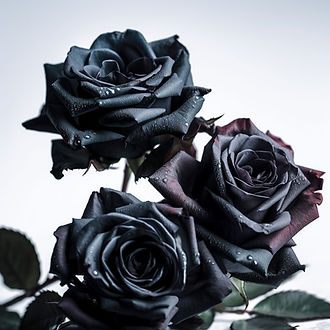 EAU-D'ARGENT-FLEURS-WEB-Laetitia_some_black_roses_White_background_tone_editorial_photo_46