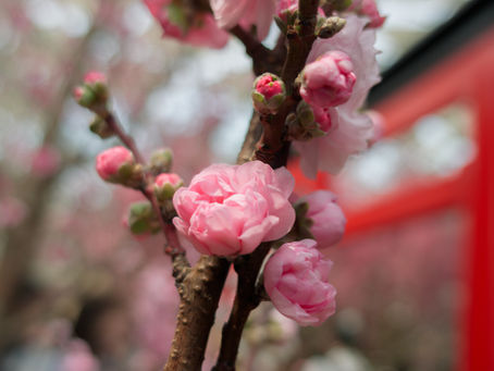 Exploring Nikon Imaging Recipes