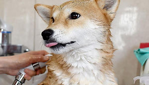 犬の治療