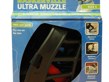 Face à un chien agressif: comment réagir?