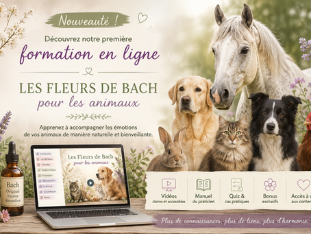 Formation en ligne sur les Fleurs de Bach pour animaux