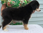 Mini Australian Shepherd for sale
Miniature American Shepherd for sale
Mini Aussie
Mini Australian Shepherd for sale
Mini Australian Shepherd
Miniature American Shepherd breeders
Mini Aussie Puppies for sale
Miniature Australian Shepherd Puppies
Australian Shepherd Puppies for sale
Mini Aussies
Mini Aussies for sale
Miniature Australian Shepherd for sale
Herding Breed
Agility Instinct Rally Obedience
AKC Registered
Black Tri
Red Tri
Blue Merle
Red Merle
For Sale
Near Me
California