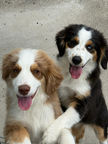 Mini Australian Shepherd for sale
Miniature American Shepherd for sale
Mini Aussie
Mini Australian Shepherd for sale
Mini Australian Shepherd
Miniature American Shepherd breeders
Mini Aussie Puppies for sale
Miniature Australian Shepherd Puppies
Australian Shepherd Puppies for sale
Mini Aussies
Mini Aussies for sale
Miniature Australian Shepherd for sale
Herding Breed
Agility Instinct Rally Obedience
AKC Registered
Black Tri
Red Tri
Blue Merle
Red Merle
For Sale
Near Me
California