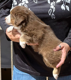 Timeless mini aussies store