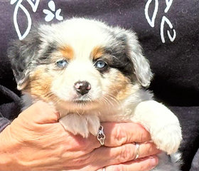 Miniature American Shepherd Mini Aussies Puppies Timeless Aussies