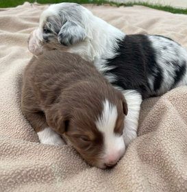 Timeless mini aussies on sale