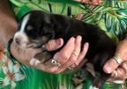 Mini Australian Shepherd for sale
Miniature American Shepherd for sale
Mini Aussie
Mini Australian Shepherd for sale
Mini Australian Shepherd
Miniature American Shepherd breeders
Mini Aussie Puppies for sale
Miniature Australian Shepherd Puppies
Australian Shepherd Puppies for sale
Mini Aussies
Mini Aussies for sale
Miniature Australian Shepherd for sale
Herding Breed
Agility Instinct Rally Obedience
AKC Registered
Black Tri
Red Tri
Blue Merle
Red Merle
For Sale
Near Me
California