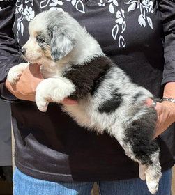 Timeless aussies hot sale puppies