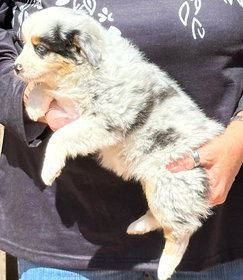 Timeless aussies puppies discount