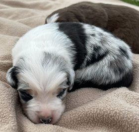Timeless mini aussies on sale