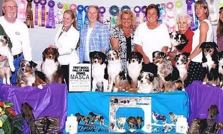 Getting to know Timeless Aussies Kennel