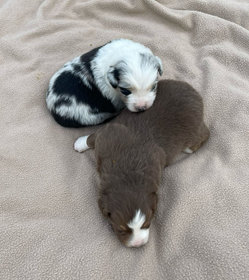 Miniature American Shepherd Mini Aussies Puppies Timeless Aussies