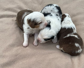 Timeless mini aussies on sale