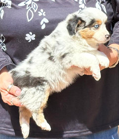 Timeless mini aussies top