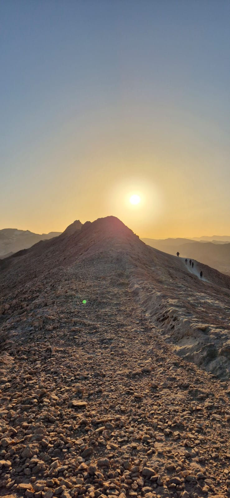 Cyclamen sur le Mont Carmel