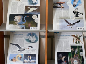 Les oiseaux de bonheur