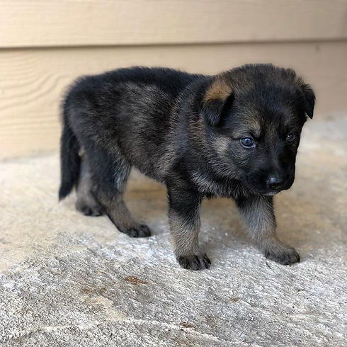 My name is Tarzan🐾 #germanshepherdpuppy
