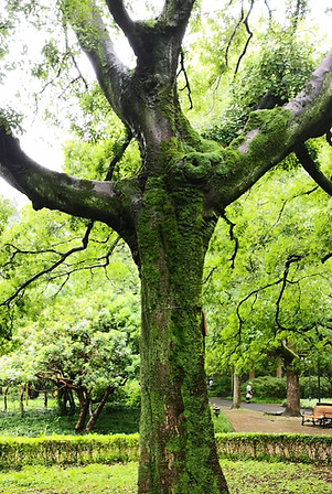 Arbre qigong_edited.jpg