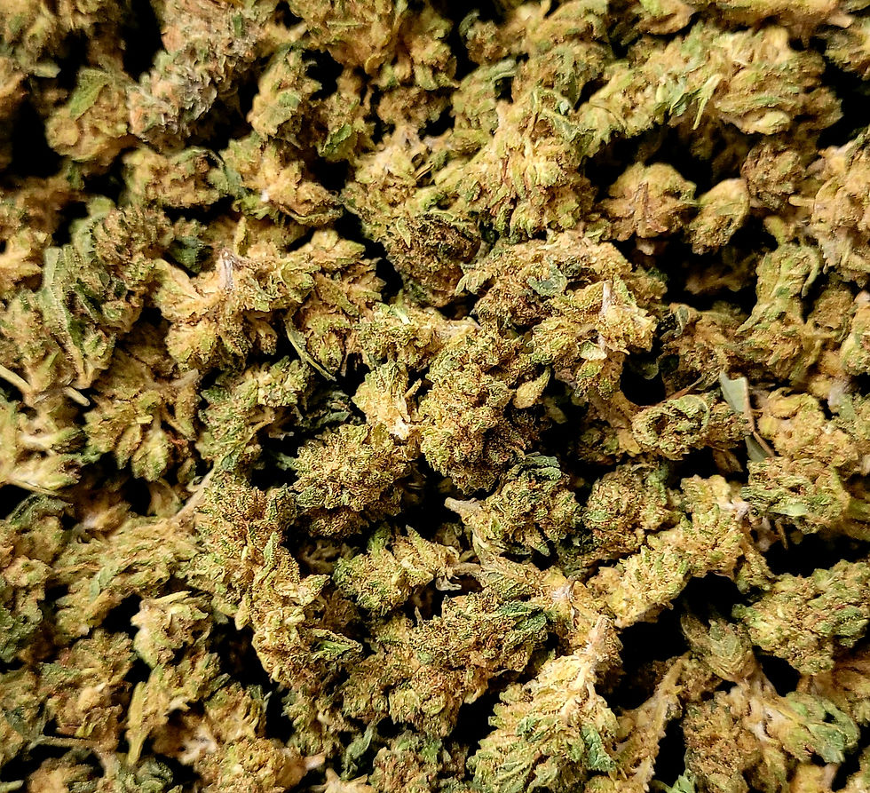 Fleur CBD Buddy small, petits buds compacts et résineux - Exodus CBD Shop