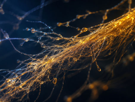 Illustration éditoriale d'un système nerveux périphérique stylisé en lumière dorée sur fond sombre, évoquant la transmission de la douleur neuropathique