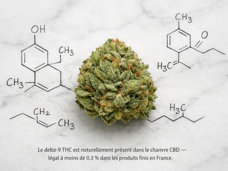Fleur de chanvre CBD sur marbre blanc entourée de diagrammes moléculaires du THC tracés à l'encre, lumière studio douce, style éditorial scientifique