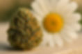 Section fleurs cbd Exodus cbd shop accueil.jpg