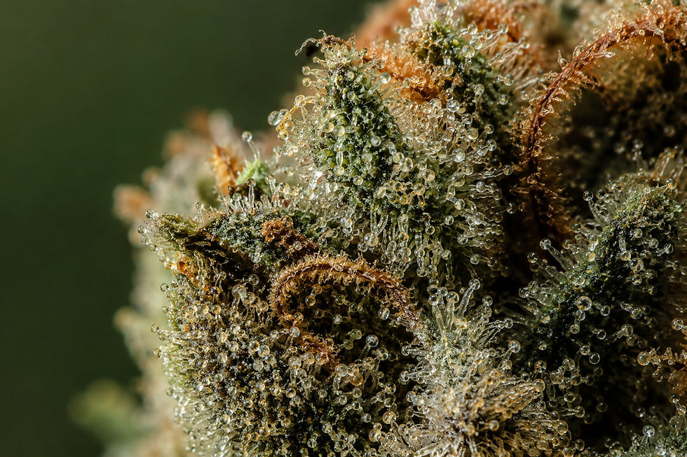 Macro photographie de trichomes sur une fleur CBD, illustrant la concentration en cannabinoïdes et terpènes responsables de l'effet d'entourage