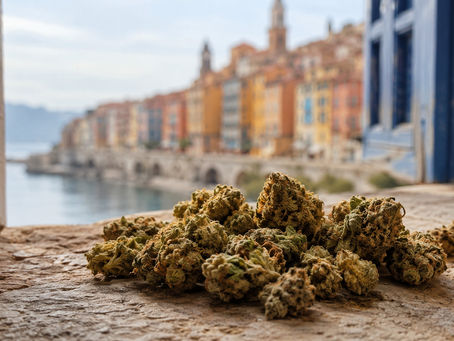 Fleurs CBD sur pierre avec vue sur le front de mer de Menton en arrière-plan, livraison Exodus CBD Côte d'Azur
