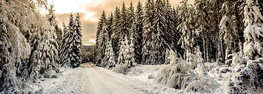Snow Forest Road_edited.jpg
