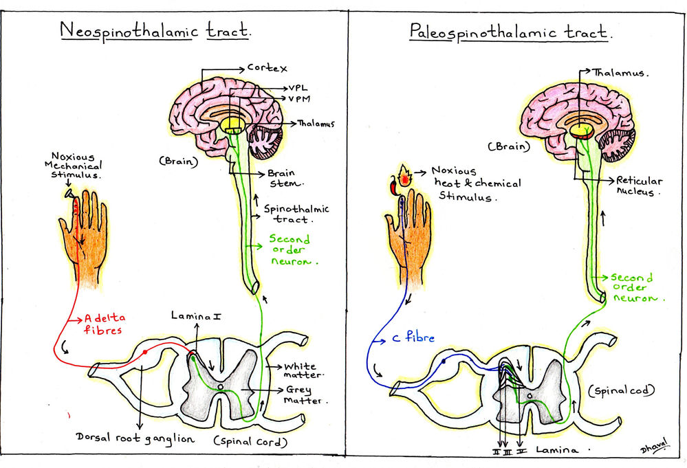 Pricks, pangs and paroxysms the pathways of pain perception.
