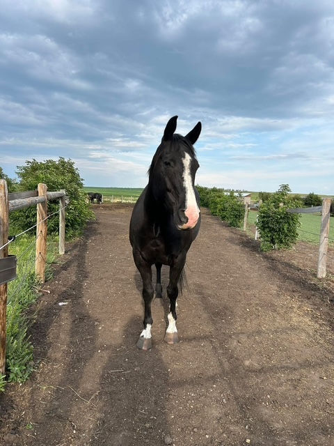 My beloved horse Jupiter