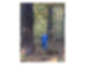 2 Huge Pines, Sam_edited.jpg