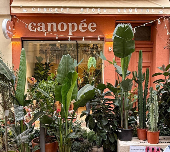 Canopée Marseille Opéra 8 rue Francis Davso 13001 : Le Fleuriste du centre ville de Marseille