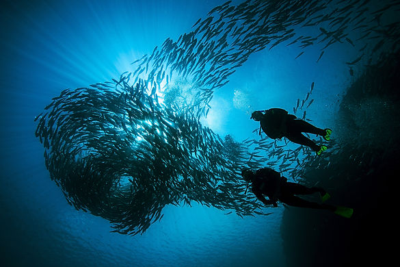 Un plongeur qui nage parmi les poissons