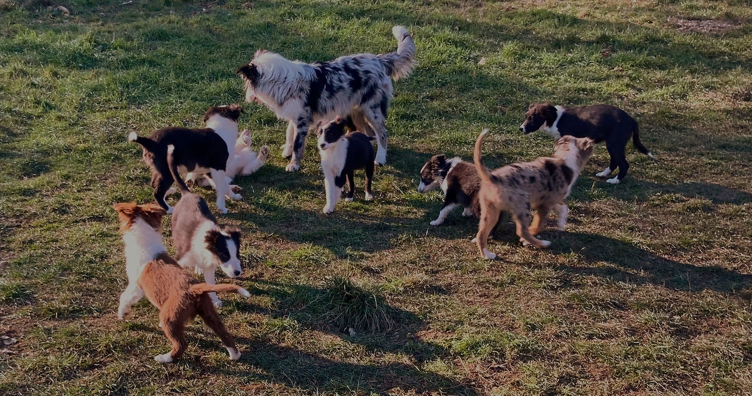 Elevage Professionnel du Mas André, chiots border collie à vendre Occitanie, chiots border collie à vendre Avignon, chiots border collie à vendre Alès, chiots border collie à vendre Montpellier, Langudoc Roussillon