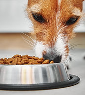 Chien mangeant des croquettes dans une gamelle