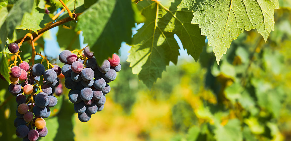 purple-grapes-vineyard-harvesting-production-wine-idea-web-banner-selective-focus.jpg