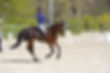 Cheval et sa cavalière