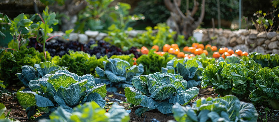 Jardin potager avec choux verts et légumes variés.