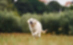 Chiot golden retriever courant dans l'herbe