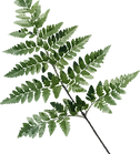 plants assets-19.png