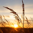 Épis de graminées en silhouette lors d'un coucher de soleil.