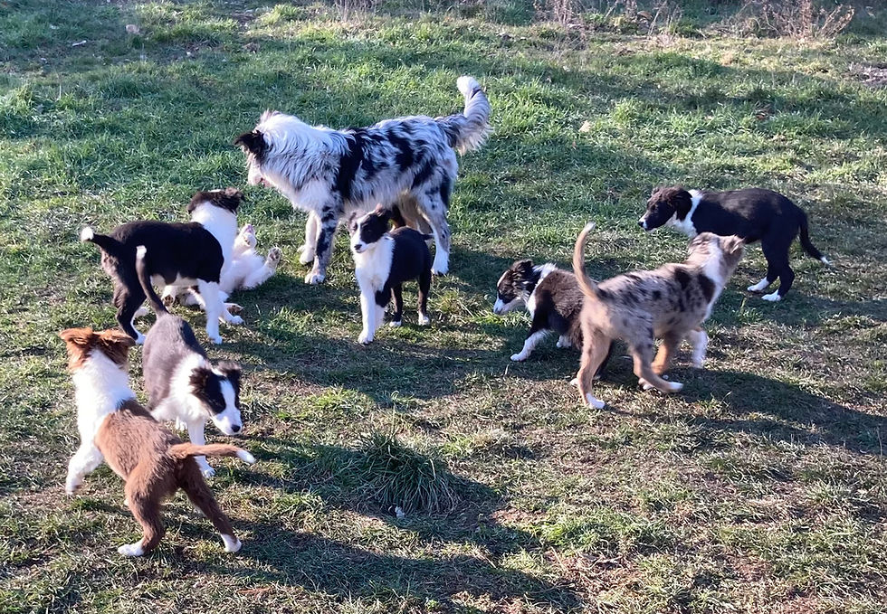 ÉLEVAGE BORDER COLLIE MAS ANDRE